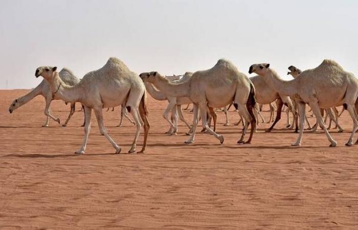 مهرجان
      الإبل
      في
      الطائف
      يسجل
      رقمًا
      قياسيًّا
      وصفقات
      مليونية