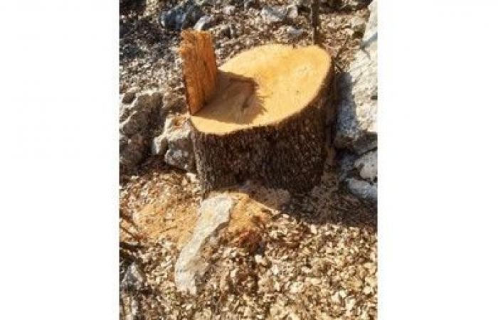 القطع
الجائر
للأشجار
يدفع
الوزارة
إلى
التشدد
في
إجراءاتها
والبلديات
تناشد
للحفاظ
على
الثروة
الحرجية