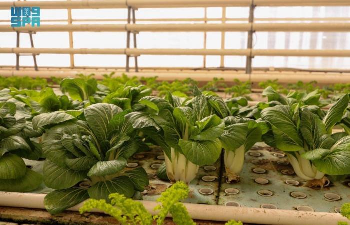 الزراعة المائية بالقصيم.. تقنيات تدعم الأمن الغذائي وتعزز الاستدامة