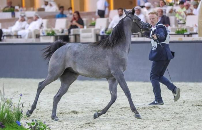 برنامج حافل لبطولة دبي الدولية للجواد العربي