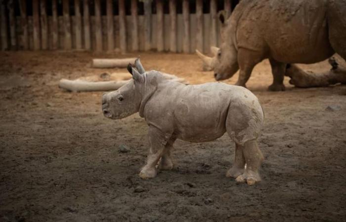 «سلام» ثاني مولود لوحيد القرن الأبيض في «دبي سفاري بارك»