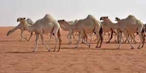 مهرجان
      الإبل
      في
      الطائف
      يسجل
      رقمًا
      قياسيًّا
      وصفقات
      مليونية