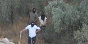 340 اعتداء نفذها الاحتلال والمستوطنون ضد قاطفي الزيتون منذ بداية الموسم