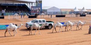 منقيات الوضح تحطم أعلى قيمة سوقية للإبل