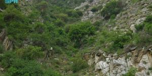 البرنامج الوطني للتشجير يحدد +165 نوعا من النباتات الملائمة للتشجير