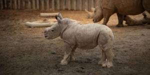 «سلام» ثاني مولود لوحيد القرن الأبيض في «دبي سفاري بارك»