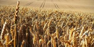 أسعار القمح تعاود الارتفاع عالميا مع تصاعد التوترات