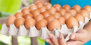 الأبيض يبدأ من 74 جنيها، سعر كرتونة البيض اليوم الثلاثاء ببورصة الدواجن