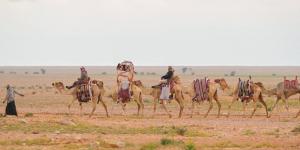 مسميات الإبل .. أرث لغوي يوثق مراحل نموها في الموروث العربي