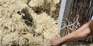 ارتفاع حصيلة ضحايا لدغات الثعابين بالشرقية إلى 18 حالة بينهم 3 وفيات