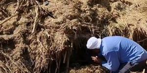 ارتفاع ضحايا لدغات الثعابين في الشرقية إلى 24 حالة بينها 3 وفيات