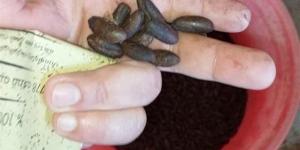 تستخدم في غش البن، ضبط 2 طن نوى بلح وبسلة داخل محمصة بالفيوم