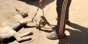 ضبط صاحب فيديو سحل كلب في شوارع أشمون بعد موجة غضب على مواقع التواصل (فيديو)