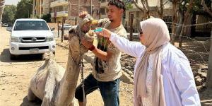 منظومة متكاملة لتطوير وتنظيم خدمات ركوب الخيل والجمال بمنطقة أهرامات الجيزة