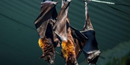 يشبه الإنفلونزا وتنقله الخفافيش.. فيروس "نيباه" القاتل يعود مجددًا