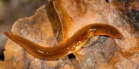 دودة قاتلة ترعب أوروبا.. تتكاثر ذاتيا وتهدد ملايين المحاصيل الزراعية.. فيديو