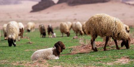 طلائع الربيع بتبوك تعزز من جاذبية السياحة وتسهم في دعم المناشط الرعوية