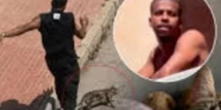 القضاء الإسبانى يقرر ترحيل مهاجر قتل قطة انتقاما من شريكته السابقة.. فيديو