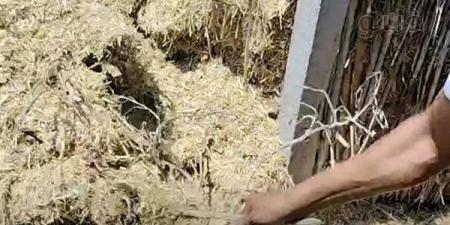 ارتفاع حصيلة ضحايا لدغات الثعابين بالشرقية إلى 18 حالة بينهم 3 وفيات