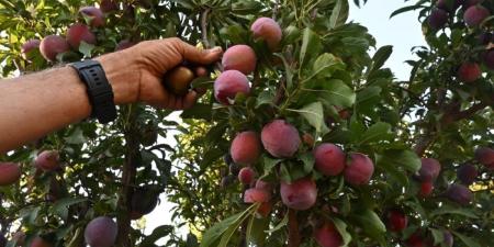 أكثر من مليون شجرة لوزيات بتبوك تفتح موسما زراعيا غنيا بالفواكه