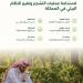 6 مبادئ رئيسة لاستدامة عمليات التشجير وتغيير النظام البيئي في المملكة