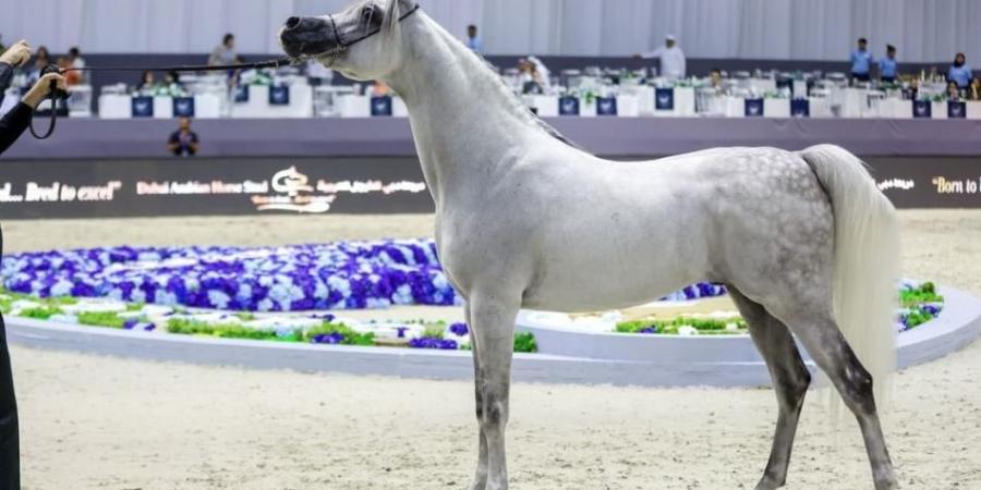 بطولة دبي الدولية للجواد العربي 2026 تنطلق اليوم