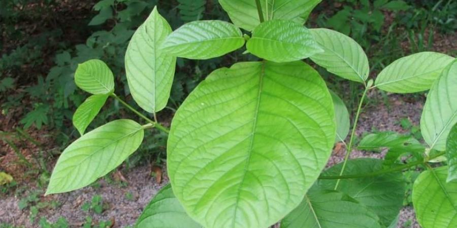 ارتفاع حالات التسمم المرتبطة بالقرطوم في أمريكا