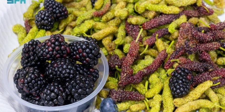 القصيم تشهد  تحولا في زراعة التوت 
ودورها في الأمن الغذائي