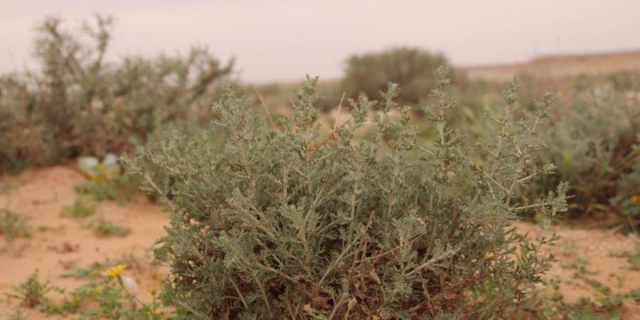 أم الأعشاب.. كنز بيئي متجدد يعزز تنوع الغطاء النباتي في براري رفحاء