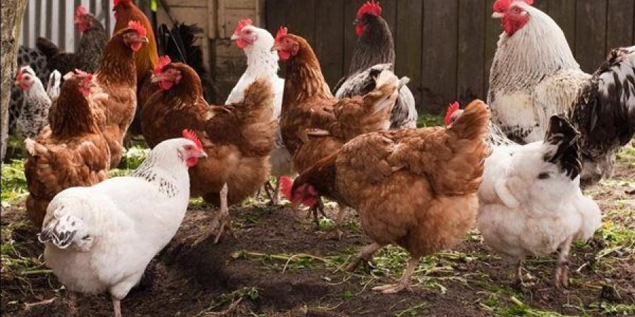كيلو البلدي بـ 122 جنيها، تراجع أسعار الدواجن في الأسواق اليوم الإثنين