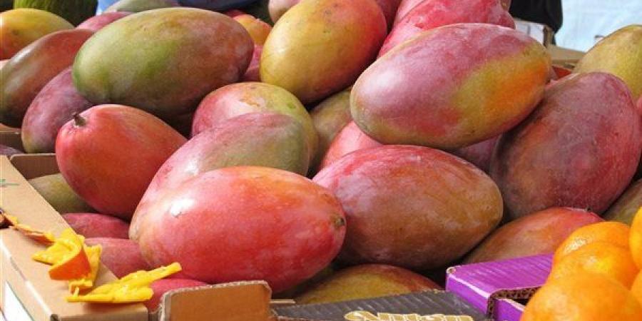 أسعار المانجو اليوم الأربعاء، البلدي تبدأ من 15 جنيها وانخفاض كبير في السكري