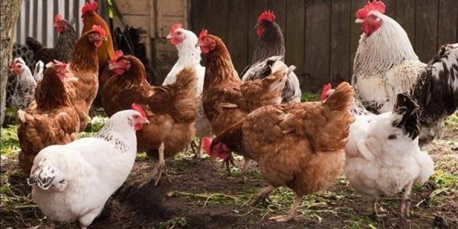 ارتفاع البيضاء وانخفاض البلدي، سعر الفراخ اليوم الإثنين 29 يونيو 2026