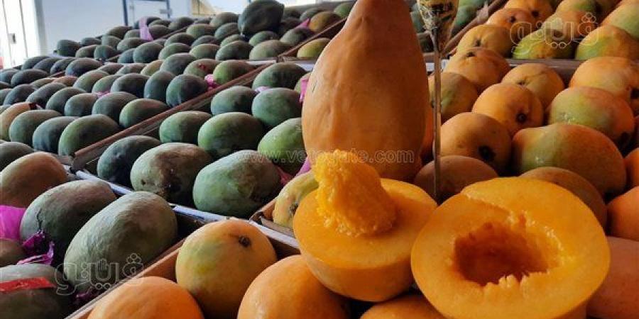 ملكة الفاكهة هتغرق السوق، بدء حصاد المانجو بمزارع الإسماعيلية اليوم