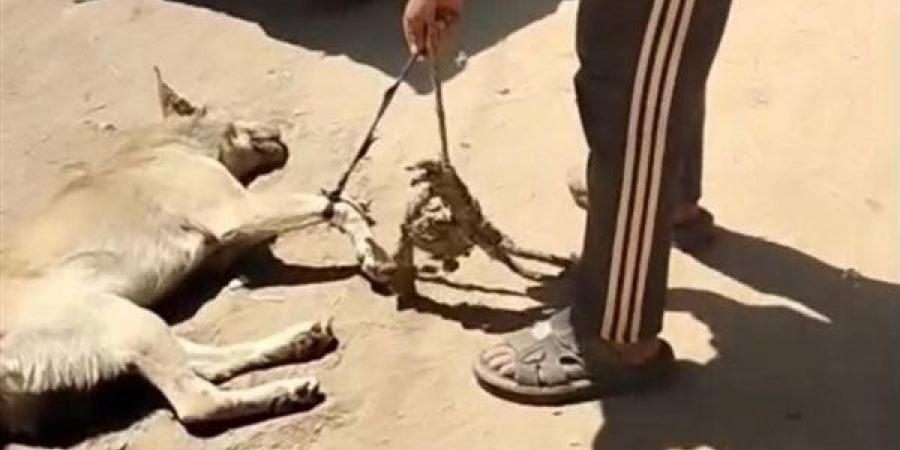 ضبط صاحب فيديو سحل كلب في شوارع أشمون بعد موجة غضب على مواقع التواصل (فيديو)