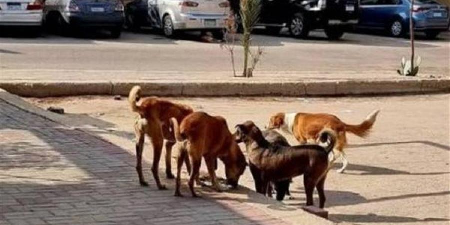 «الزراعة» تطلق الخطة الوطنية للتعامل مع حيوانات الشارع وتحظر القتل الجماعي