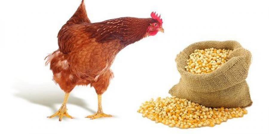 ارتفاع الردة والصويا والذرة، أسعار الأعلاف والحبوب اليوم في الأسواق
