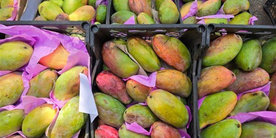 أسعار المانجو اليوم، ارتفاع العويسي 30 جنيها والفص تقفز إلى 130 جنيها "جملة"