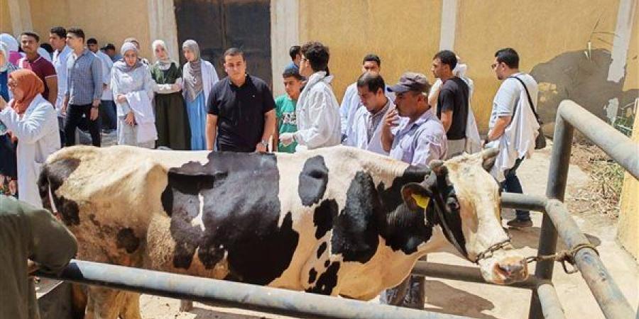 254 قافلة بيطرية مجانية، «الزراعة» تصل إلى 271 قرية لخدمة المربين