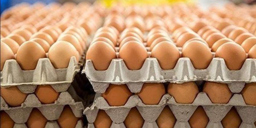 سعر كرتونة البيض اليوم الأربعاء في بورصة الدواجن