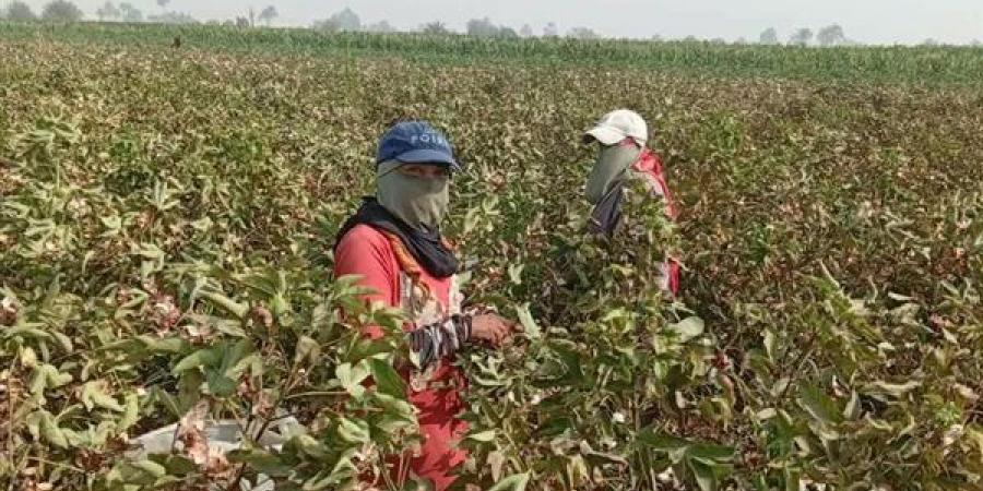 الذهب الأبيض نور الغيطان، بدء موسم جني القطن في بني سويف (صور)